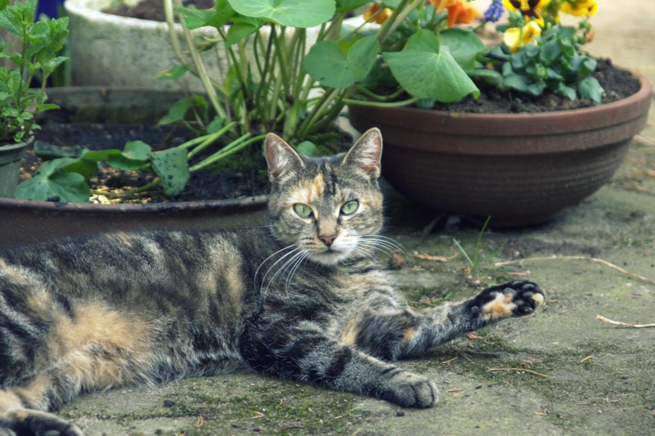 B&B Van Beijden Overasselt エクステリア 写真
